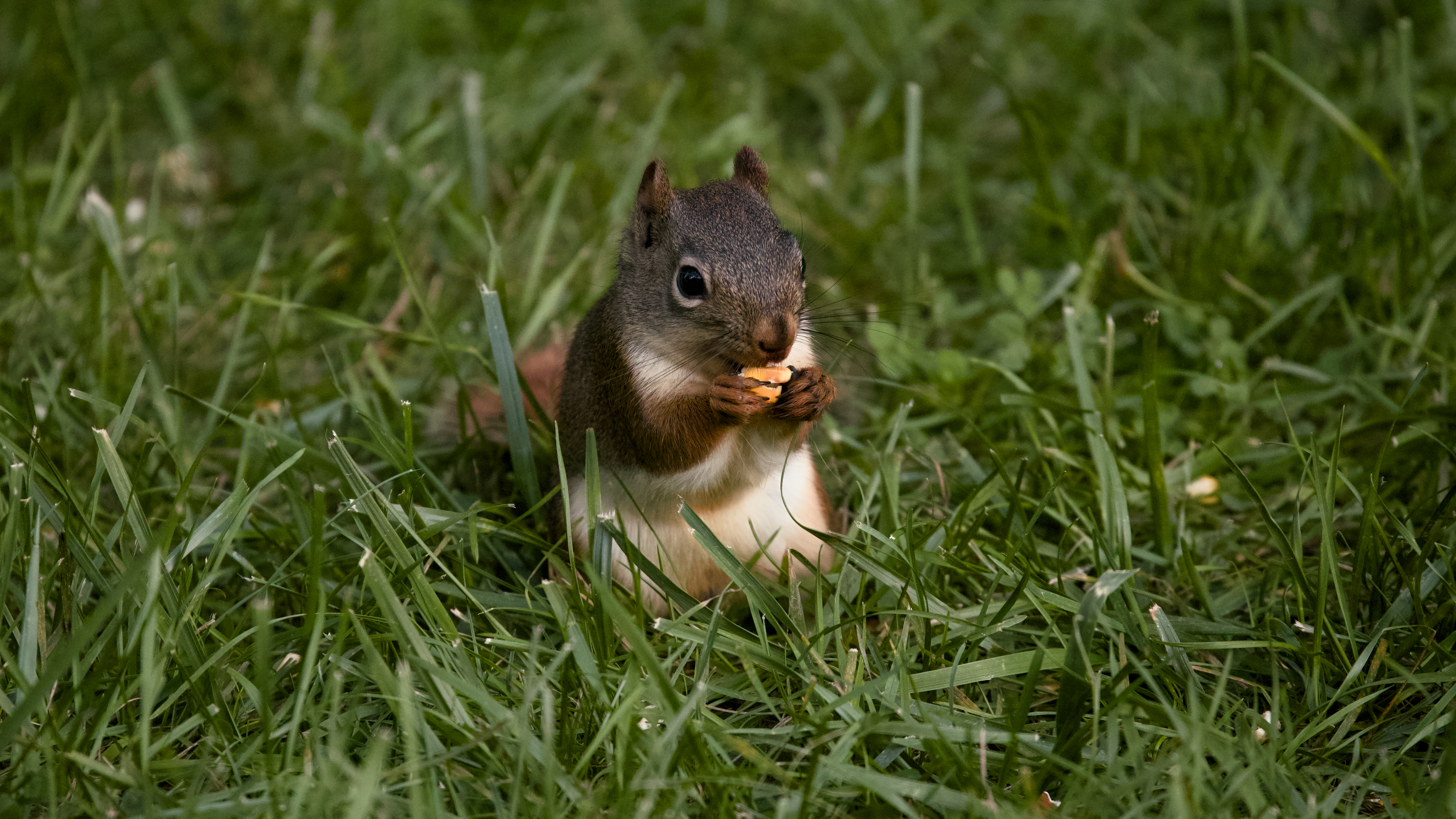 Red Squirrel