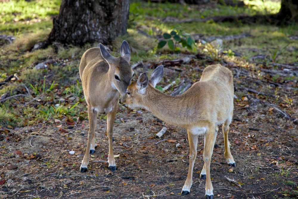Key Deer