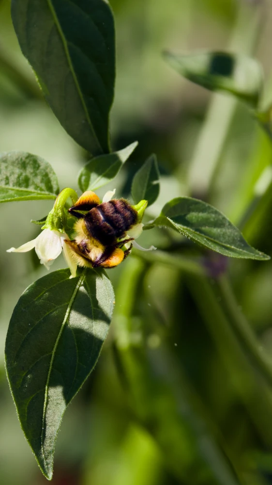 Bumble Bee