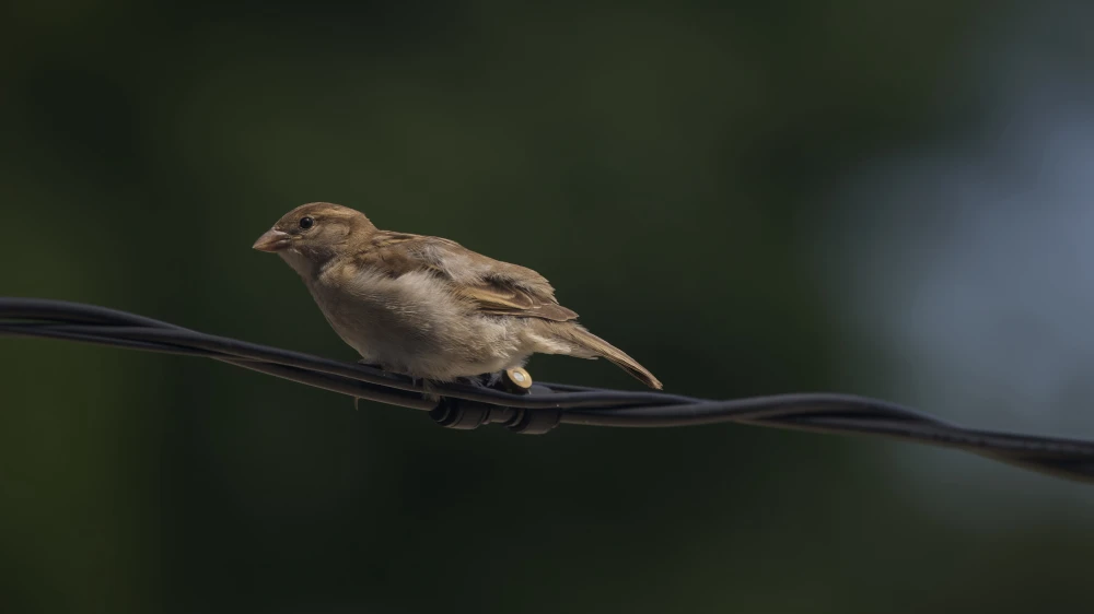 House Sparrow