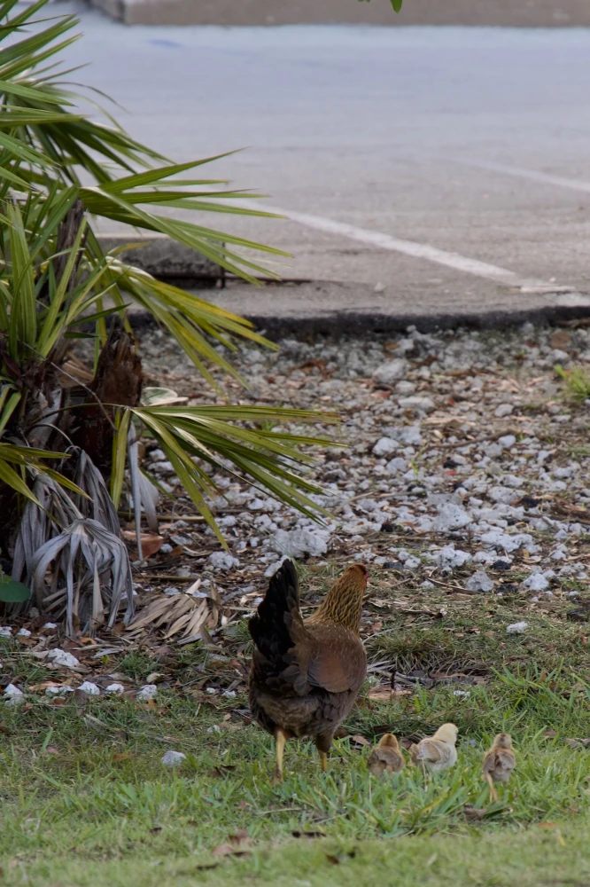Mama Hen