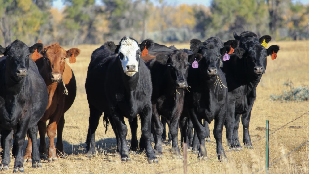 Colgan Cattle